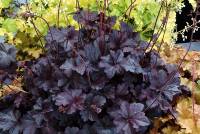 Heuchera Obsidian