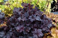 Heuchera Obsidian_1