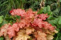 Heuchera Paprika