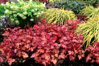 Heuchera Peach Crisp