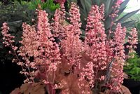 Heuchera Pink Pearls