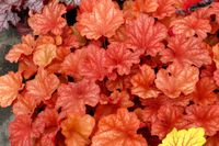 Heuchera Rio 2