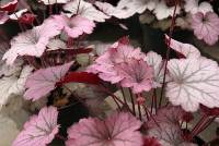Heuchera Rose Granita