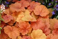 Heuchera Southern Comfort