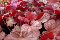 Heuchera Watermelon