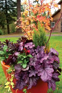 Heucheras_maceta_1