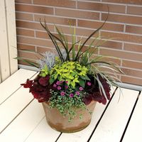 Heucheras_maceta_10
