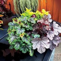 Heucheras_maceta_11