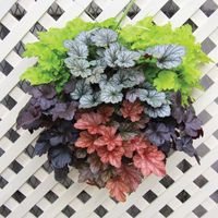 Heucheras_maceta_13