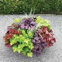 Heucheras_maceta_14