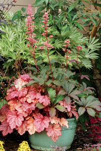 Heucheras_maceta_4