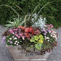 Heucheras_maceta_8