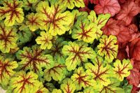 Heucherella Alabama Sunrise Heucherella Alabama Sunrise