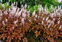 Heucherella Brass Lantern