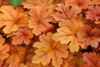 Heucherella Buttered Rum