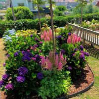 Hydrangea Merveille Sanguine 2