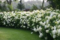 Hydrangea arborescens Incrediball ® Strong Annabelle Hydrangea arborescens Incrediball ® Strong Annabelle