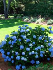 Hydrangea macrophylla Endless Bloom Hydrangea macrophylla Endless Bloom