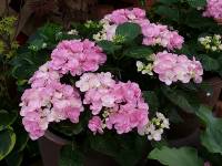 Hydrangea macrophylla Papillon_1