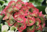 Hydrangea macrophylla Papillon_2