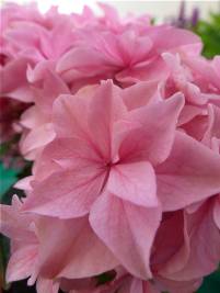 Hydrangea macrophylla You&Me ® Perfection Hydrangea macrophylla You&Me ® Perfection