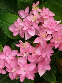 Hydrangea macrophylla You and Me ® Romance Hydrangea macrophylla You and Me ® Romance