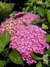 Hydrangea macrophylla Westfalen Hydrangea macrophylla Westfalen