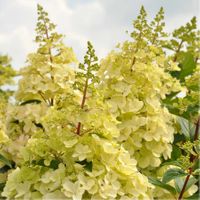 Hydrangea paniculata Candlelight 1