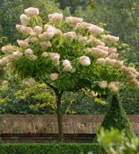 Hydrangea paniculata Grandiflora arbolito
