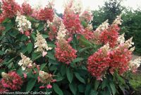 Hydrangea paniculata Pinky Winky Hydrangea paniculata Pinky Winky