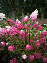 Hydrangea paniculata Vanille Fraise Hydrangea paniculata Vanille Fraise