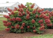 Hydrangea quercifolia Ruby Slippers Hydrangea quercifolia Ruby Slippers