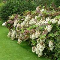 Hydrangea quercifolia Snowflake 1