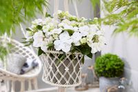 Hydrangea Runaway Bride 2