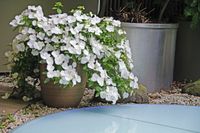 Hydrangea Runaway Bride 3