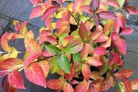 Hydrangea Runaway Bride 6