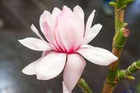 Magnolia Pink Beauty