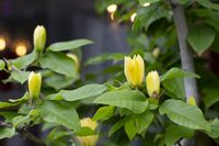 Magnolia Yellow Bird
