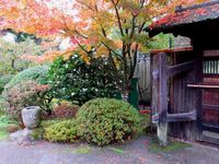 Arces y Camellia sasanqua