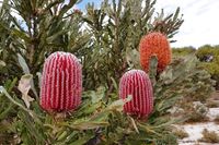 Banksia menziezii
