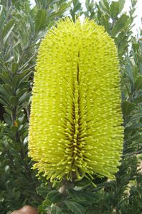Banksia praemorsa Yellow