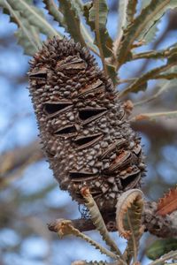 Banksia prionotes fruit