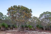 Banksia prionotes tree