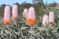 Banksia prionotes
