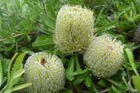 Banksia serrata