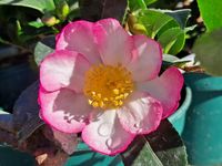 Camellia sasanqua detalle flor