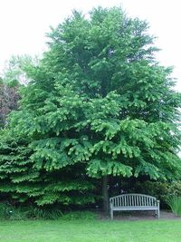 Cercidiphyllum japonicum 2