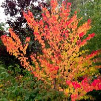 Cercidiphyllum japonicum 3