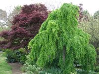 Cercidiphyllum japonicum Pendulum