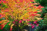 Cercidiphyllum japonicum